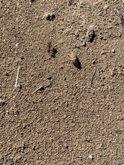 Pogonomyrmex occidentalis