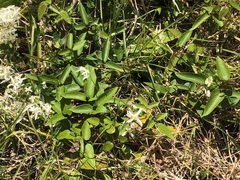 Clematis glycinoides