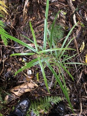 Nestegis cunninghamii