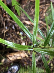 Nestegis cunninghamii