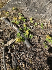 Hamadryas magellanica