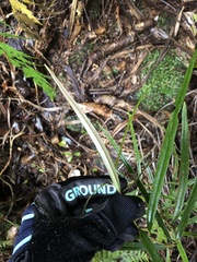 Nestegis cunninghamii