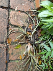 Tillandsia balbisiana