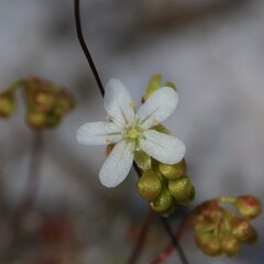 Drosera micrantha