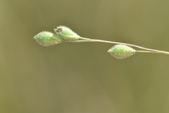 Kellochloa brachyantha