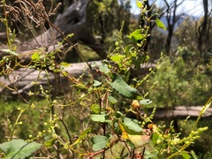 Muehlenbeckia rhyticarya