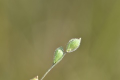 Kellochloa brachyantha