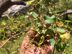 Muehlenbeckia rhyticarya