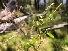 Muehlenbeckia rhyticarya