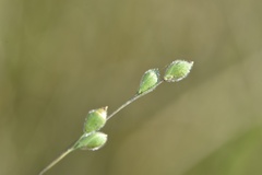 Kellochloa brachyantha
