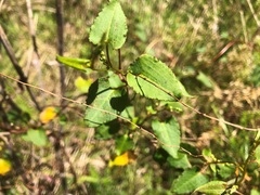 Muehlenbeckia rhyticarya