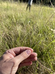 Kellochloa brachyantha