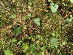 Muehlenbeckia rhyticarya