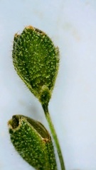 Kellochloa brachyantha