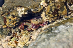 Cyclograpsus granulosus