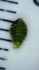 Kellochloa brachyantha