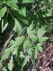 Clematis drummondii