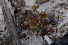 Drosera micrantha