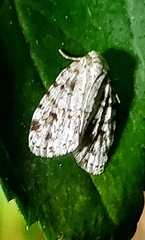 Clemensia ochreata