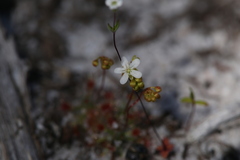 Drosera micrantha