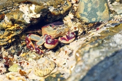 Cyclograpsus granulosus