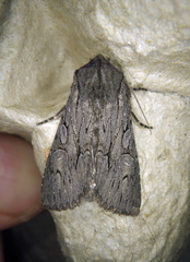 Fishia yosemitae