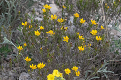 Thymophylla acerosa