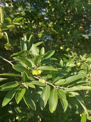 Neopringlea integrifolia