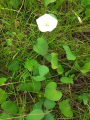 Ipomoea obscura