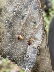 Caryomyia caryaecola