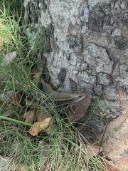 Eutropis
