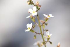 Stylidium piliferum