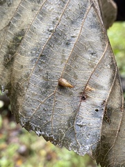 Caryomyia caryaecola