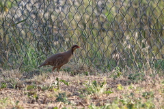 Alectoris chukar