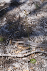 Stylidium piliferum