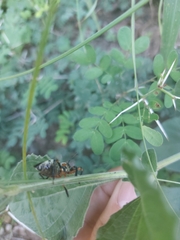 Apiomerus flaviventris