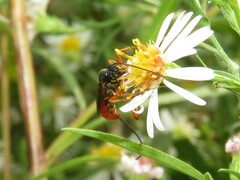 Dolichomitus irritator