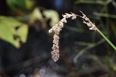 Carex decomposita