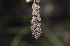 Carex decomposita