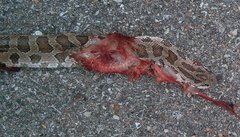 Lampropeltis calligaster