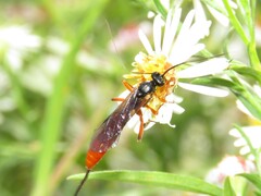 Dolichomitus irritator