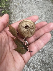 Amphibolips quercusinanis