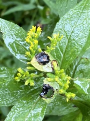 Asteromyia carbonifera