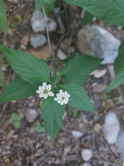Lantana canescens