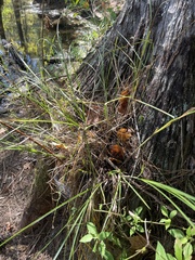 Carex decomposita