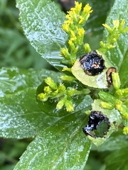 Asteromyia carbonifera
