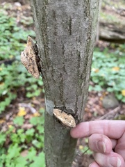 Hapalopilus rutilans