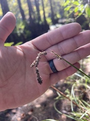 Carex decomposita