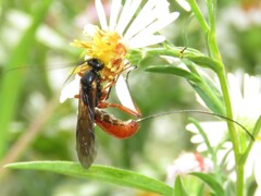 Dolichomitus irritator