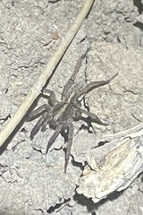 Trochosa